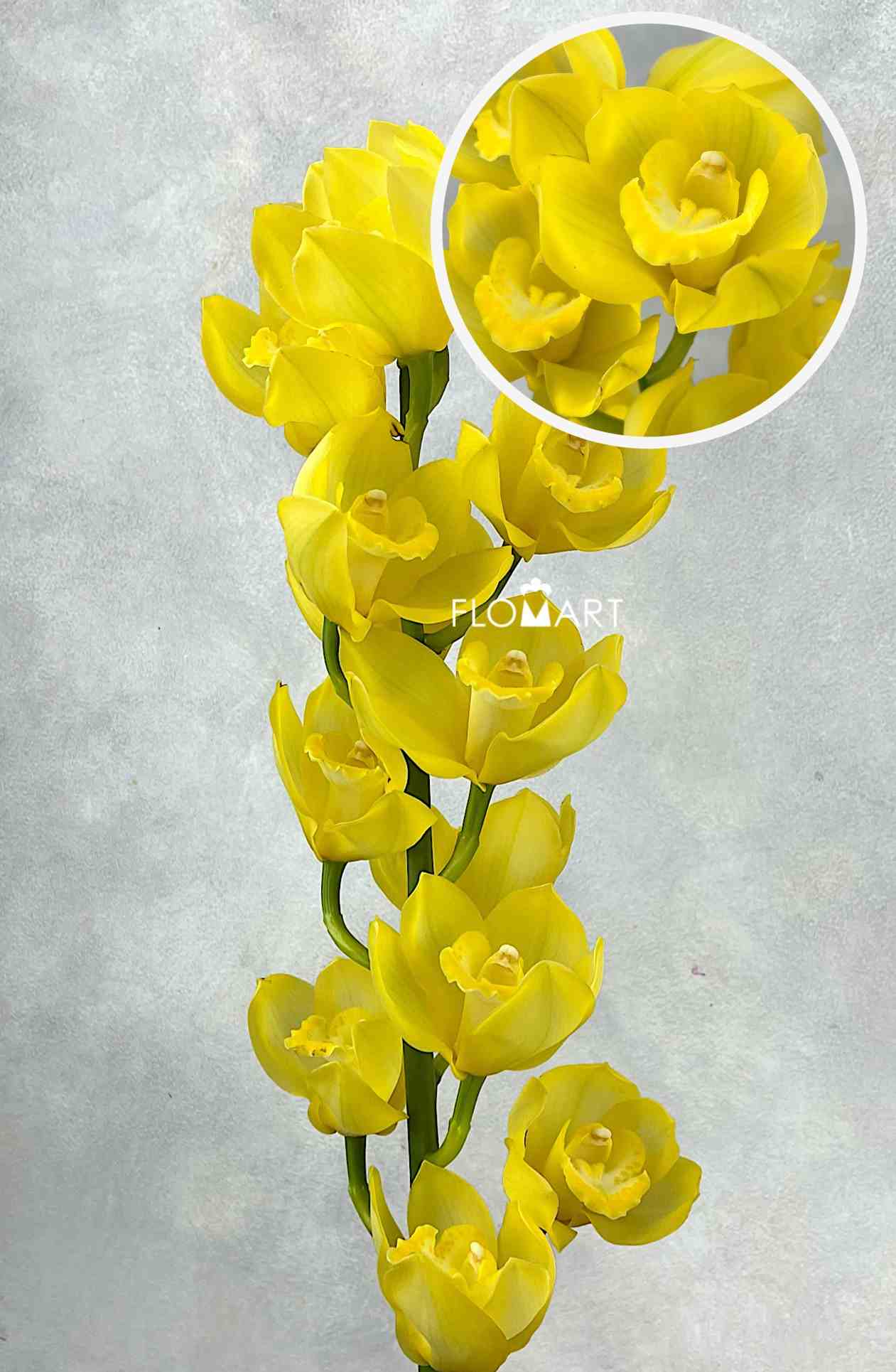 Cymbidium Std Pure Yellow - Image 1