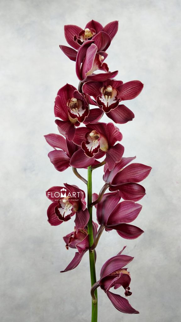 Cymbidium Std Red Priwine