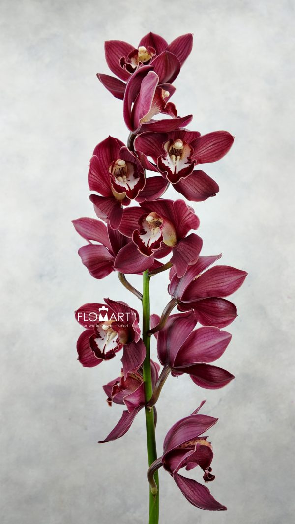 Cymbidium Std Red Priwine Cymbidium Std Red Priwine