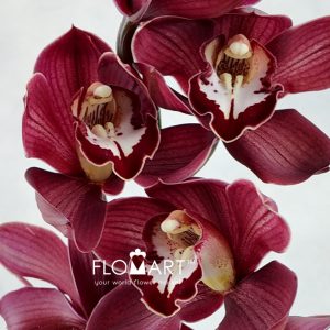 Cymbidium Std Red Priwine - Image 2