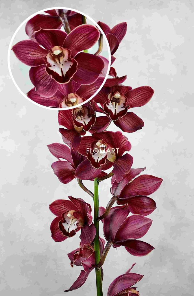 Cymbidium Std Red Priwine