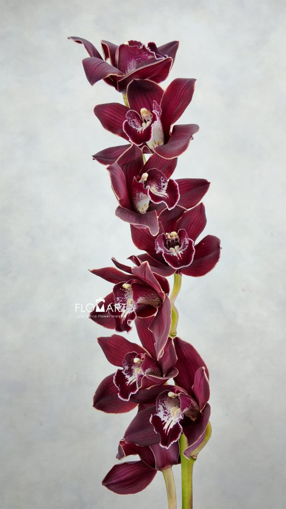 Cymbidium Std Red Sock