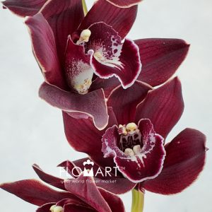 Cymbidium Std Red Sock - Image 2