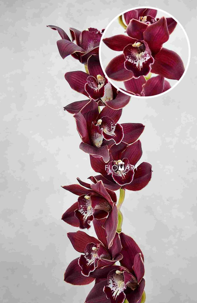 Cymbidium Std Red Sock