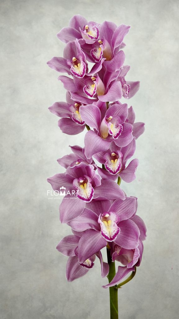 Cymbidium Std Sensi Star