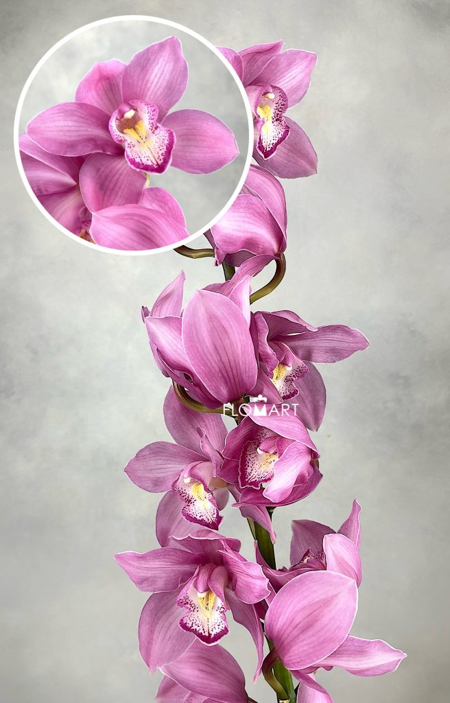 Cymbidium Std Sensi Star