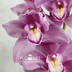 Cymbidium Std Sensi Star - Image 2