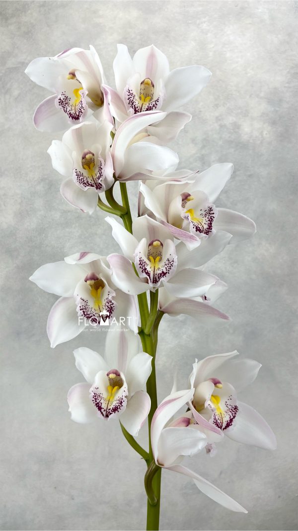 Cymbidium Std Silver