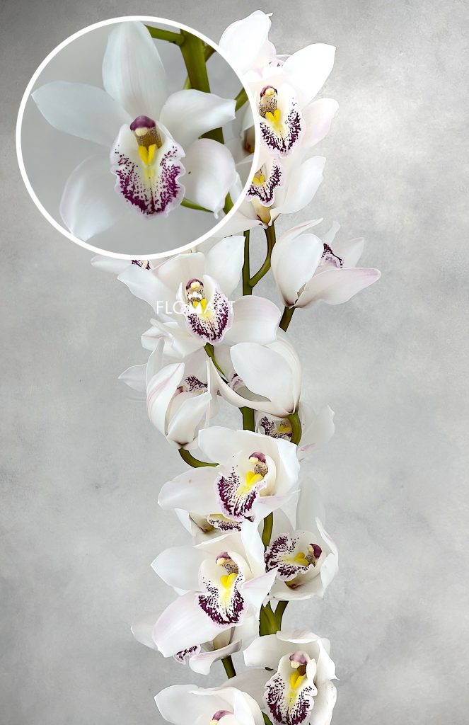 Cymbidium Std Silver