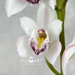 Cymbidium Std Silver - Image 2