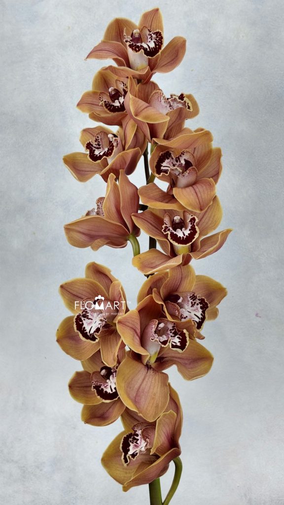Cymbidium Std Spicy Kaan