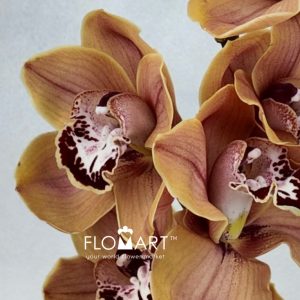Cymbidium Std Spicy Kaan - Image 2