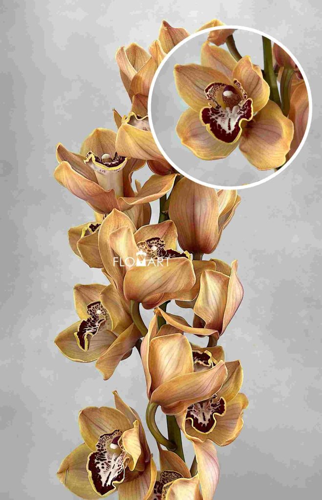 Cymbidium Std Spicy Kaan
