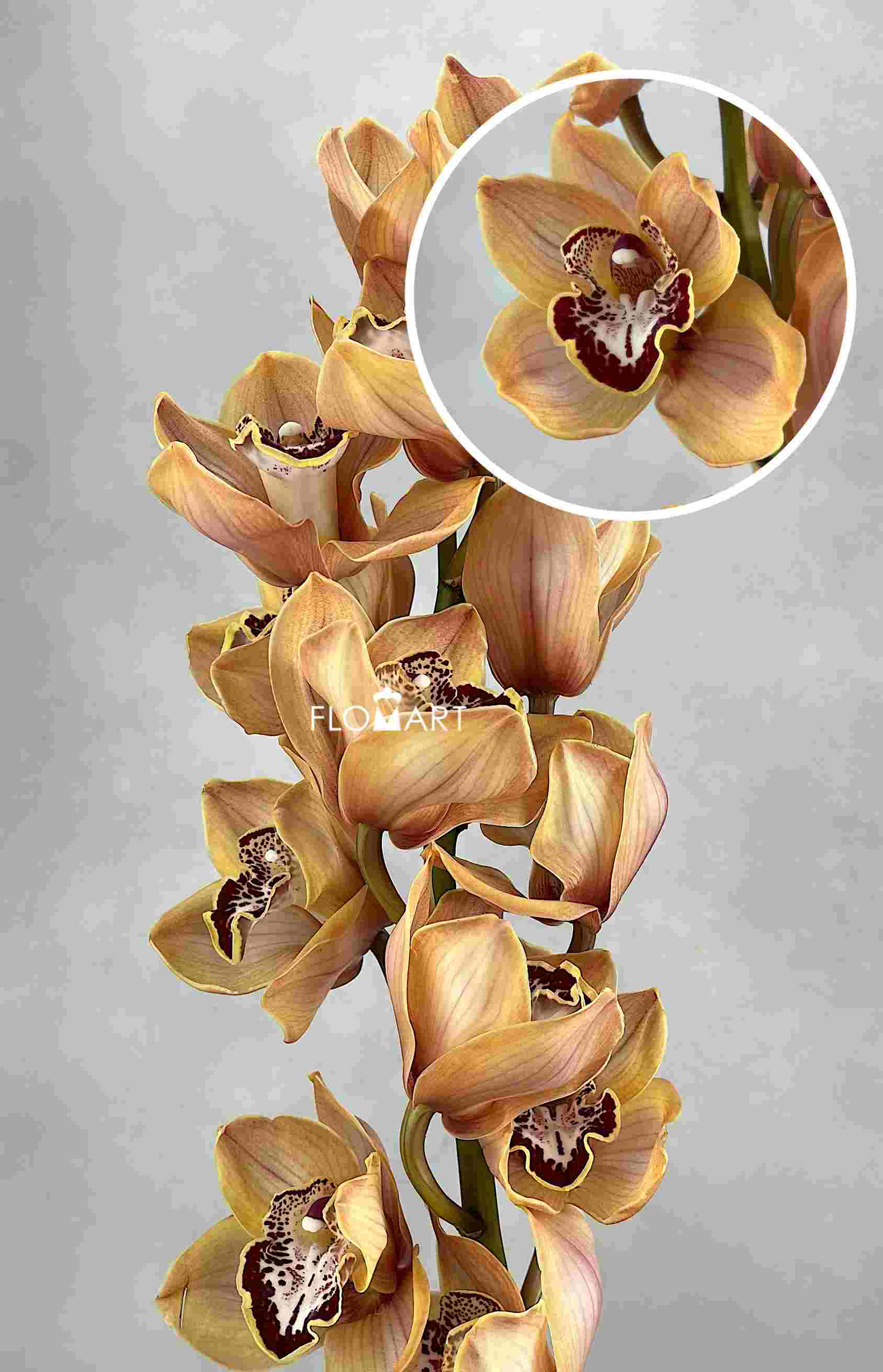 Cymbidium Std Spicy Kaan - Image 1