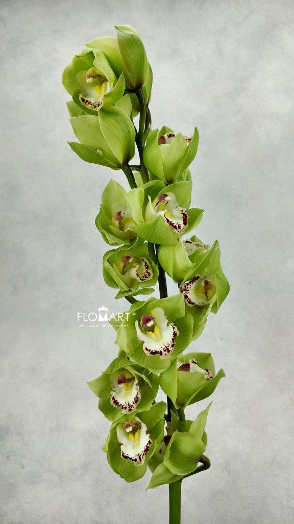 Cymbidium Std Stairway