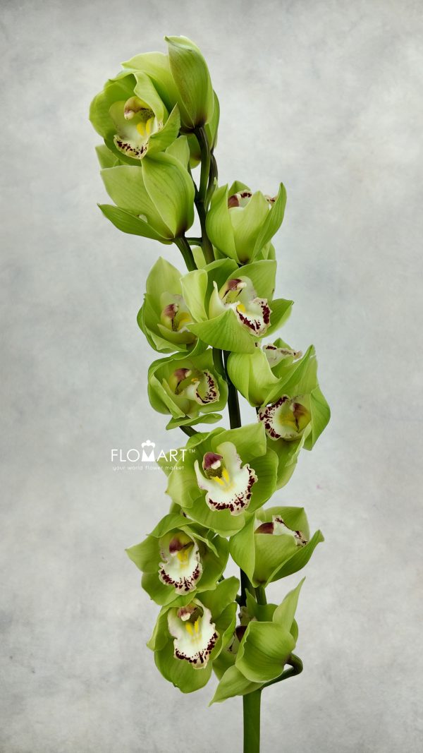 Cymbidium Std Stairway Cymbidium Std Stairway