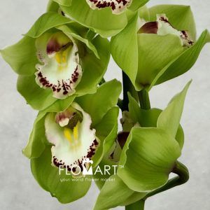 Cymbidium Std Stairway - Image 2