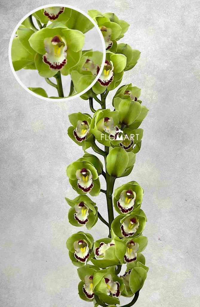 Cymbidium Std Stairway