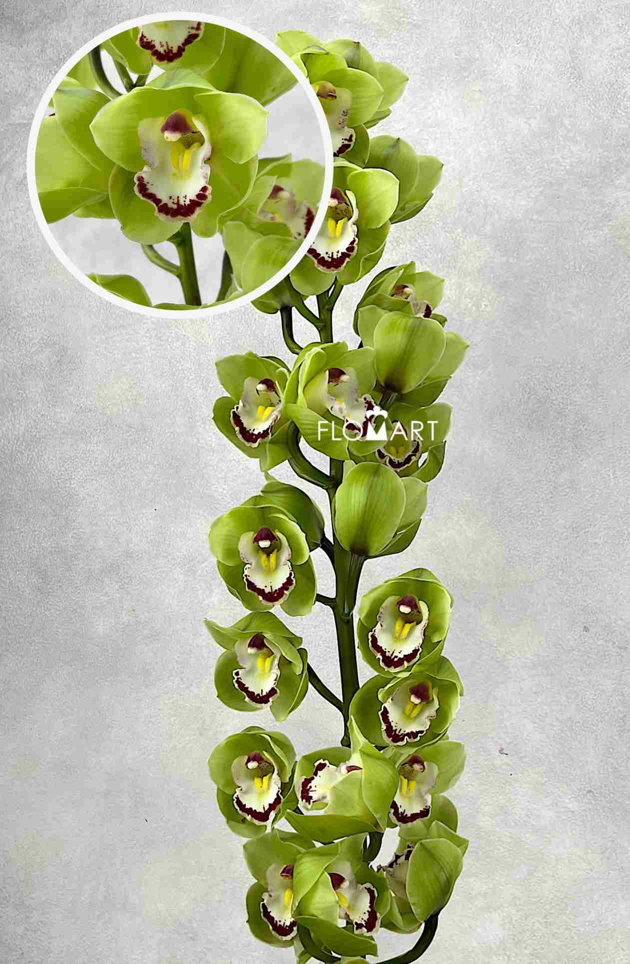 Cymbidium Std Stairway - Image 1