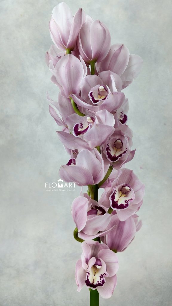 Cymbidium Std Sue