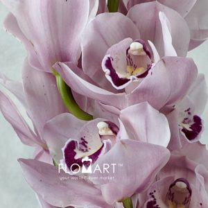 Cymbidium Std Sue - Image 2