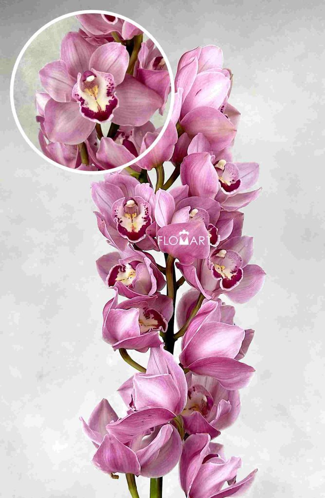 Cymbidium Std Sue