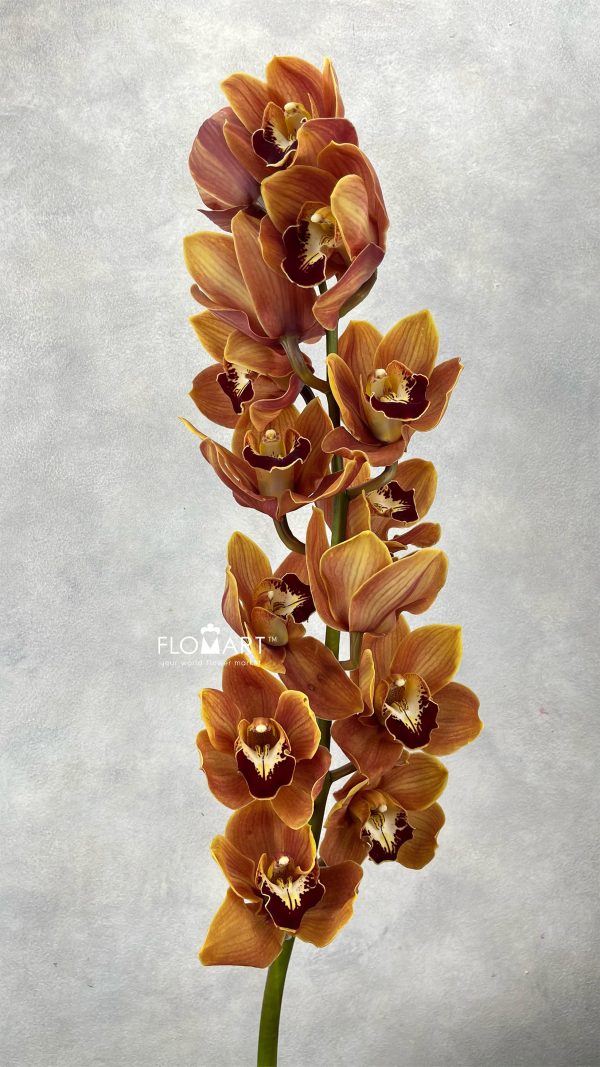 Cymbidium Std Sundowner