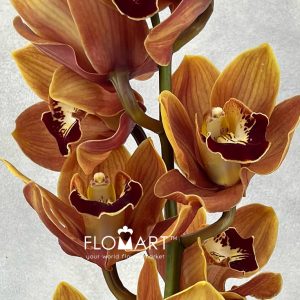 Cymbidium Std Sundowner - Image 2