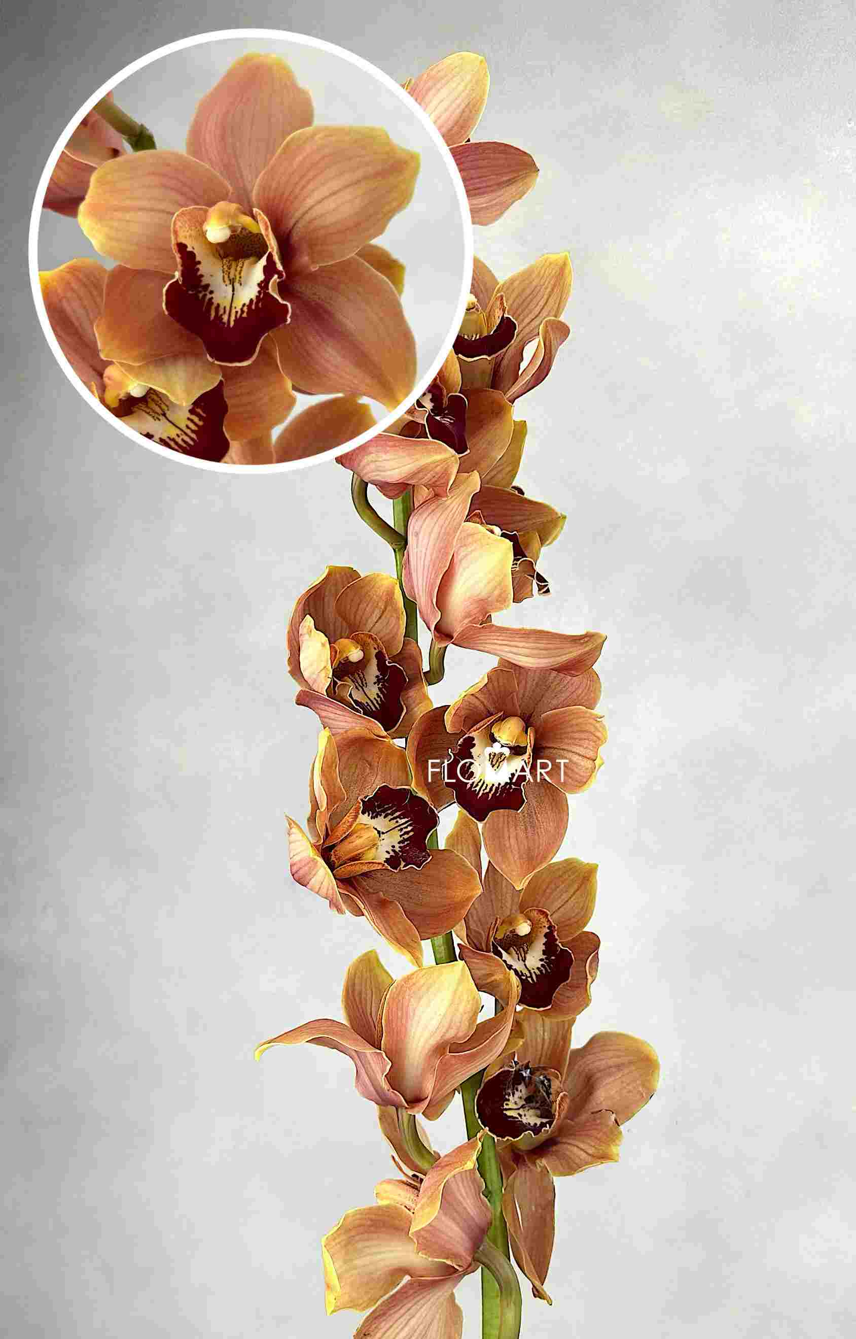 Cymbidium Std Sundowner - Image 1