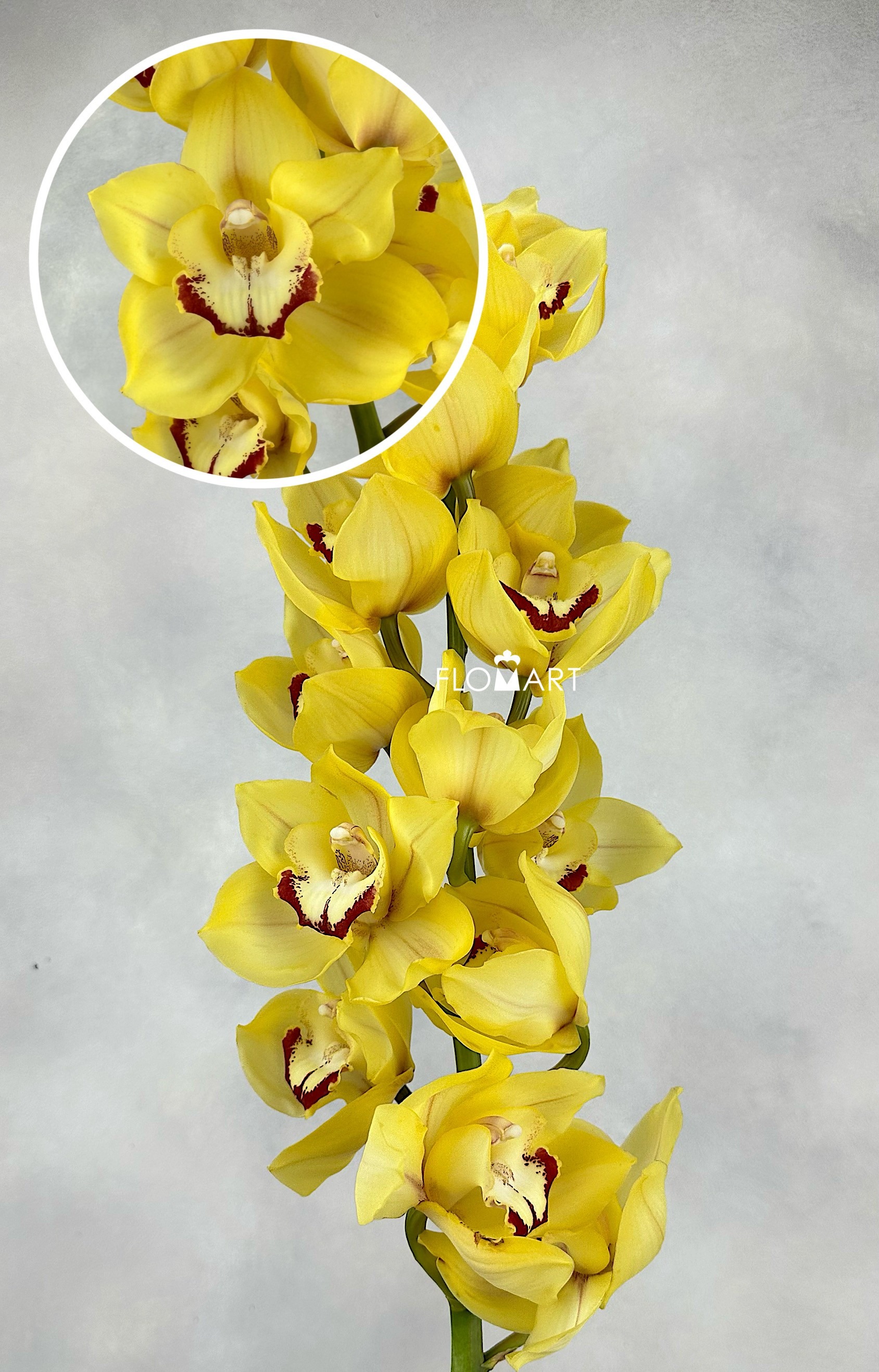 Cymbidium Std Sungold - Image 1