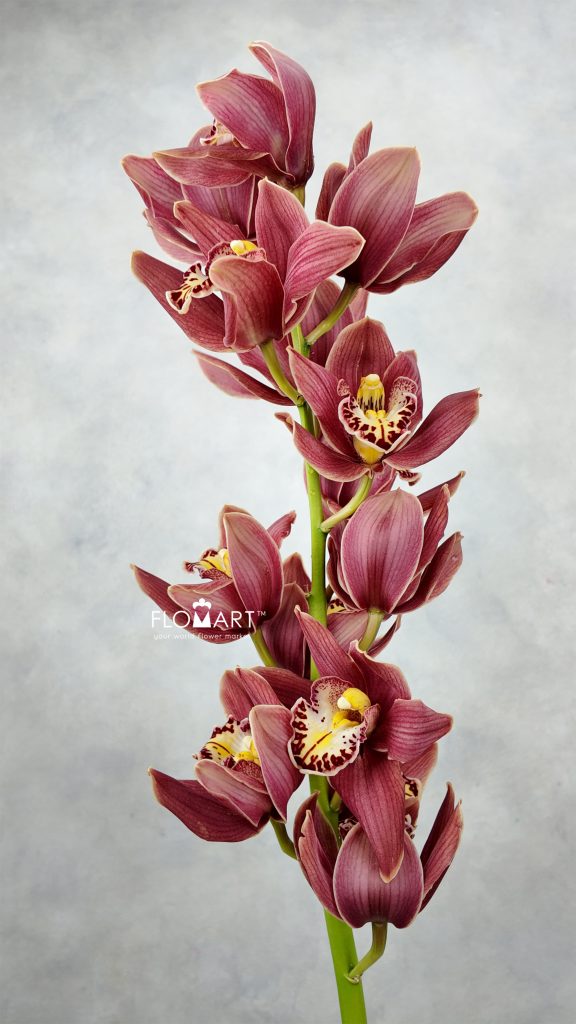 Cymbidium Std Talspass