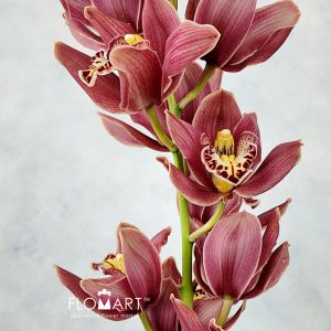 Cymbidium Std Talspass - Image 2