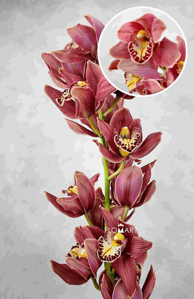 Cymbidium Std Talspass