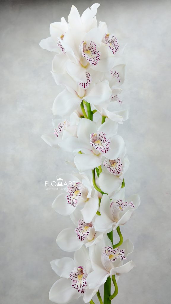 Cymbidium Std White