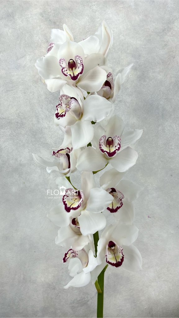 Cymbidium Std White Geisha