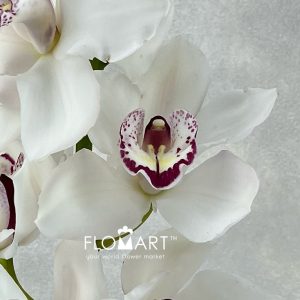 Cymbidium Std White Geisha - Image 2