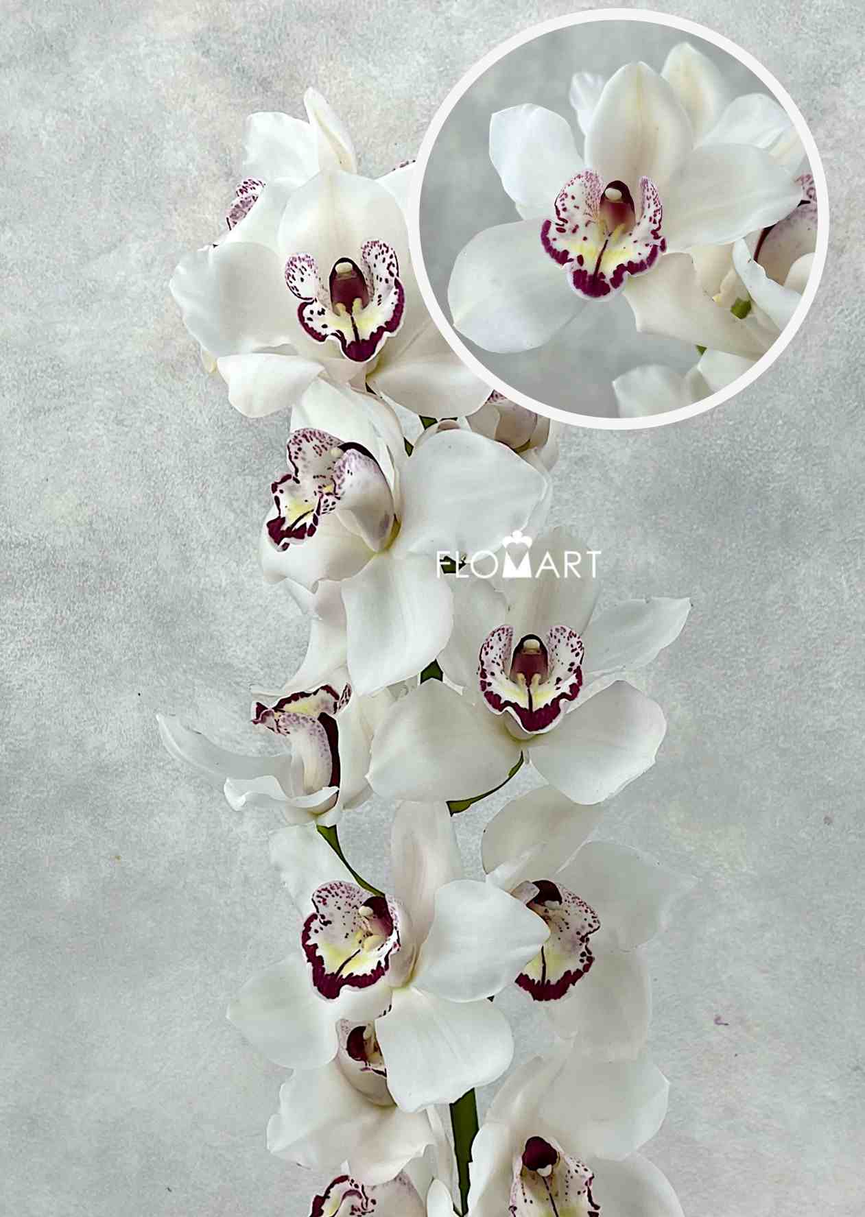 Cymbidium Std White Geisha - Image 1