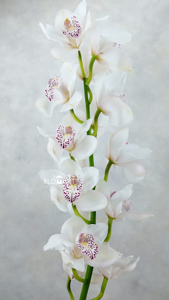 Cymbidium Std White Venezia