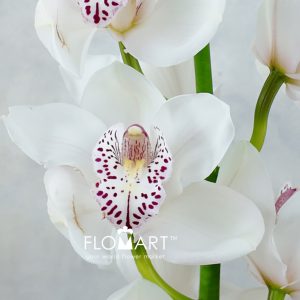 Cymbidium Std White Venezia - Image 2