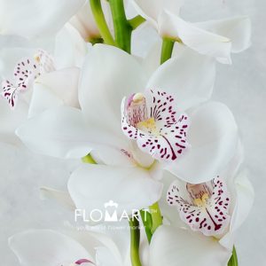 Cymbidium Std White - Image 2