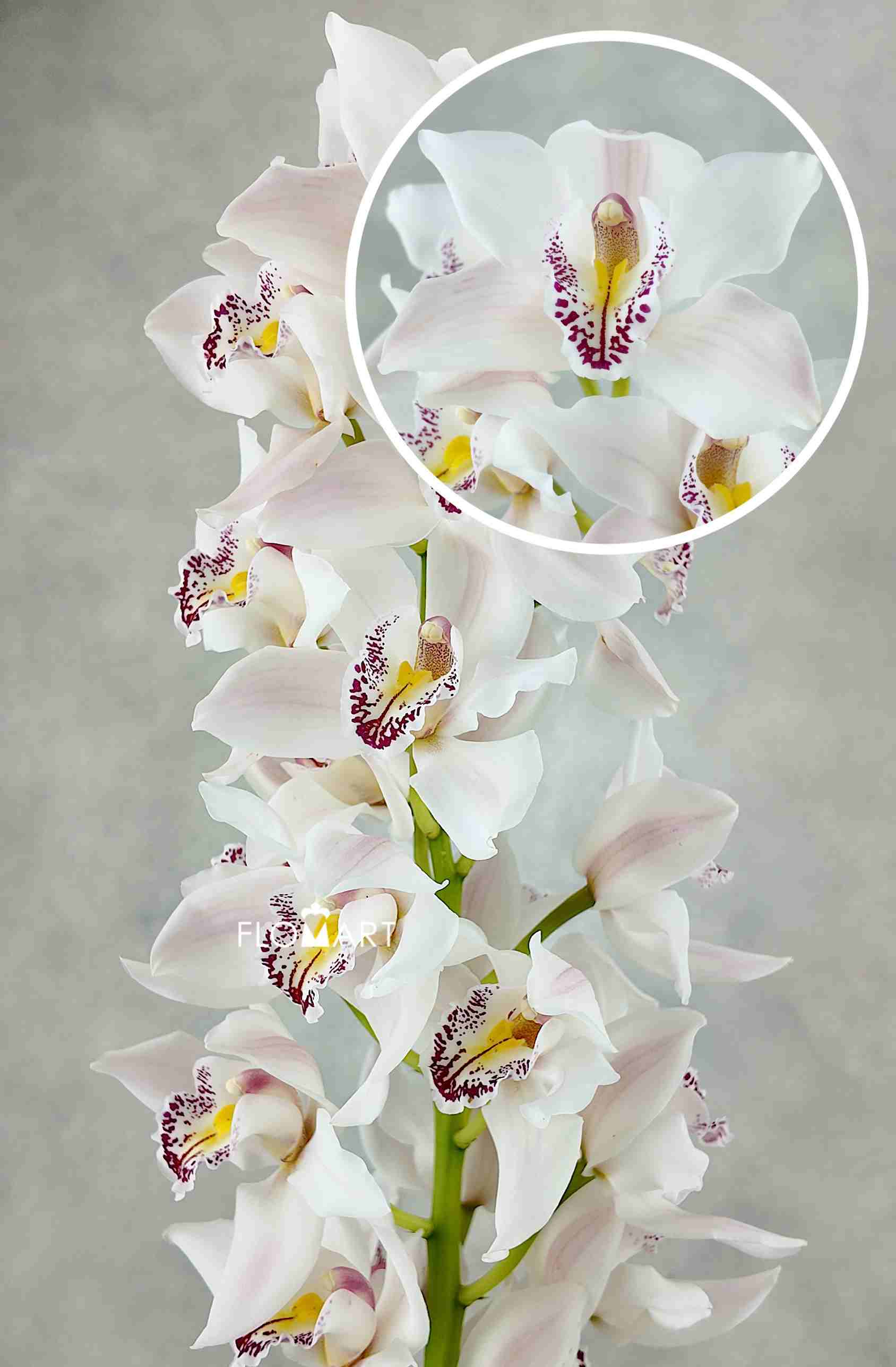 Cymbidium Std White - Image 1