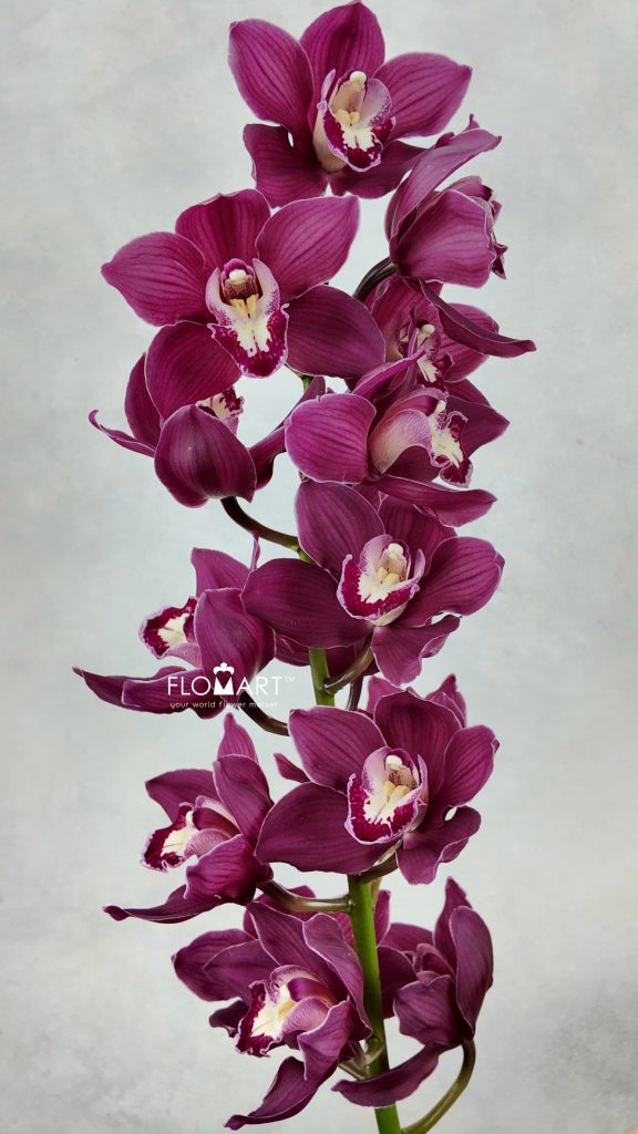 Cymbidium Std Wyong Ruby Siren