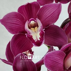 Cymbidium Std Wyong Ruby Siren - Image 2