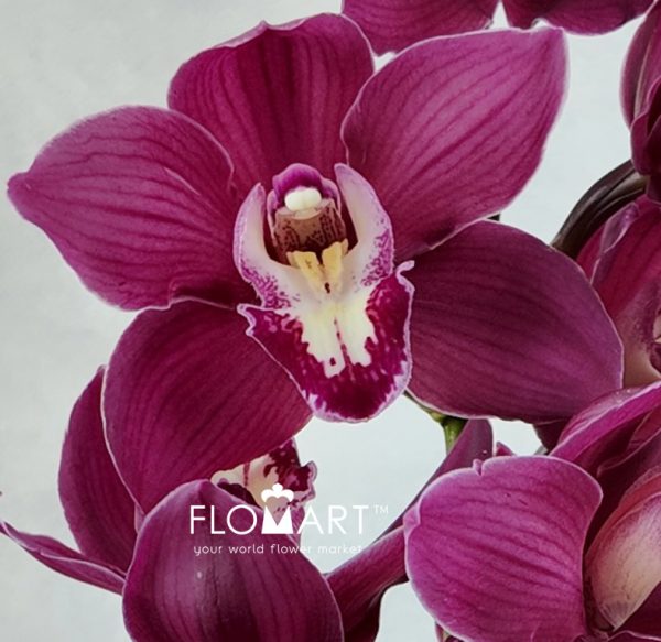 Cymbidium Std Wyong Ruby Siren