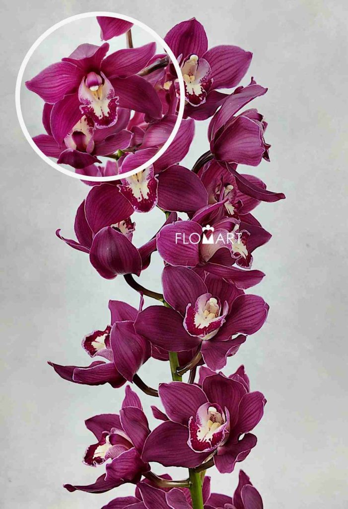 Cymbidium Std Wyong Ruby Siren