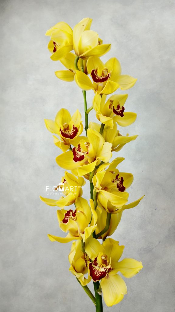 Cymbidium Std Yellow
