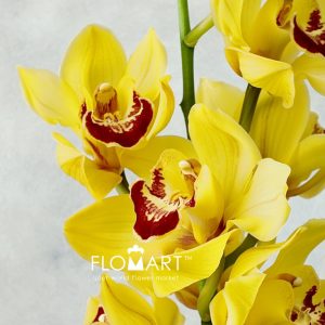 Cymbidium Std Yellow - Image 2