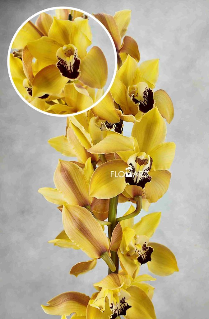 Cymbidium Std Yellow