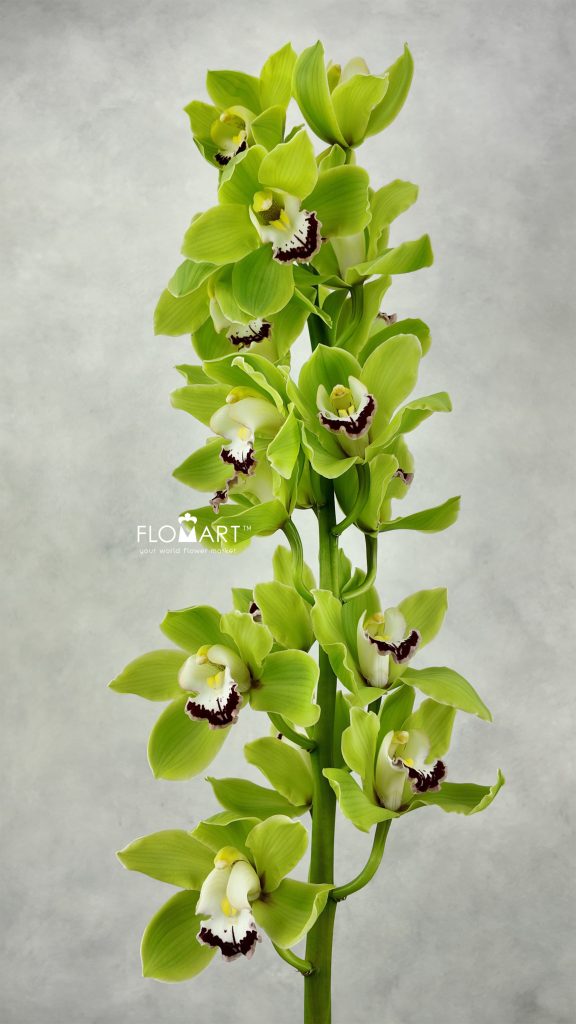 Cymbidium std Anderson Zoom
