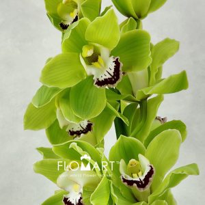 Cymbidium std Anderson Zoom